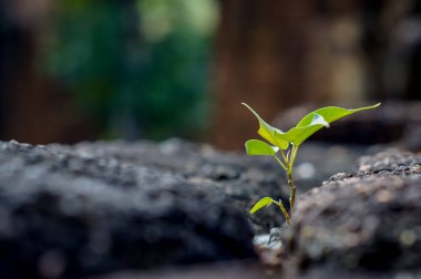 Budist tapınağındaki siyah tuğlada filizleniyor.