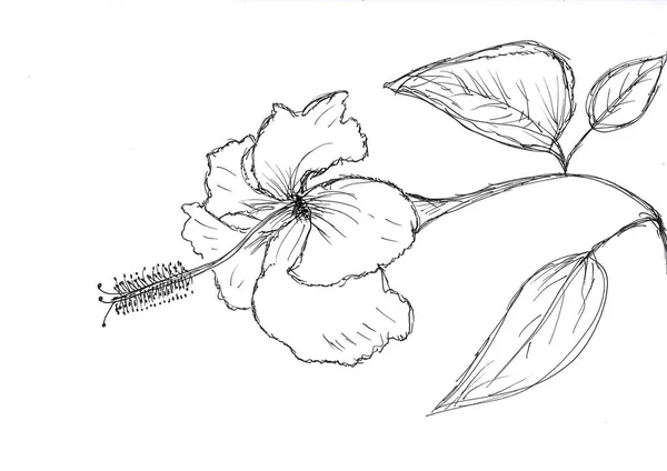 Desenho Manual Flor Hibisco Folhas Com Tinta Preta Sobre Papel — Fotografia de Stock