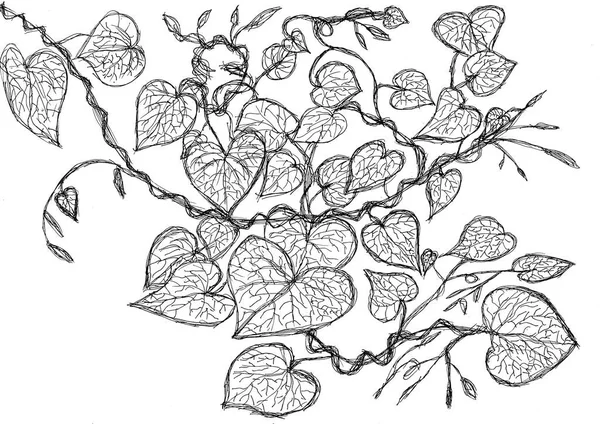 Hand Drawing Heart Leaves Shape Vine Black Ink White Paper — Stock Photo, Image