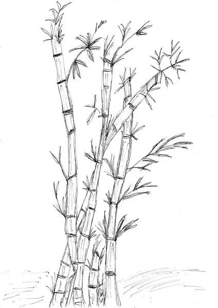 Handzeichnung Des Bambusbaums Mit Schwarzer Tinte Auf Weißem Papier — Stockfoto