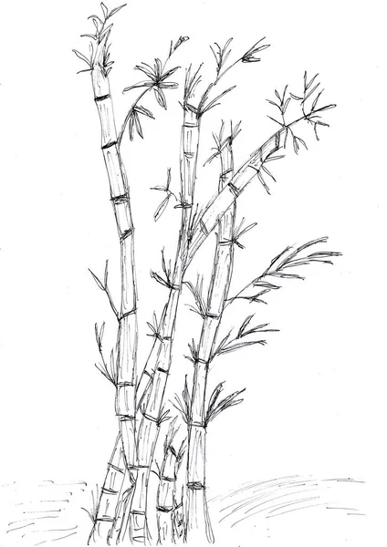 Hand Drawing Bamboo Tree Black Ink White Paper — Stock Photo, Image