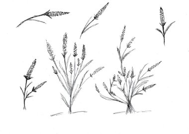 Siyah mürekkeple çim çiçeklerinin el çizimi. beyaz kağıt üzerinde