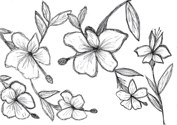 Hand Drawing Hibiscus Flower Chinese Rose Black Ink White Paper — Stock Photo, Image