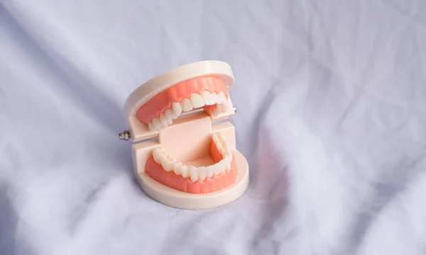 Modello Dentale Bei Denti Plastica Luce Sfocata Intorno — Foto Stock