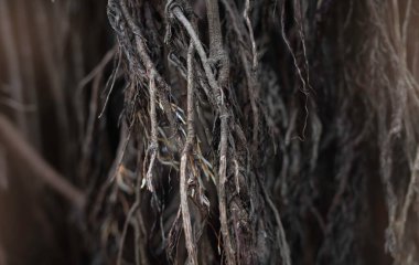 Lifli kök grubu, eski ve dağınık, doğa dokusu, bulanık ışık