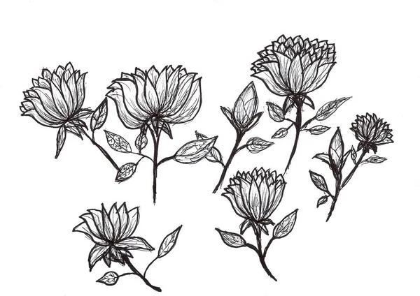 Dibujo Mano Flores Con Tinta Negra Sobre Papel Blanco —  Fotos de Stock