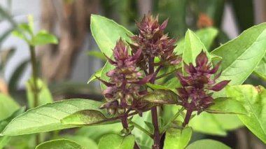 Tayland fesleğeni yaprakları, sağlıklı bitki.