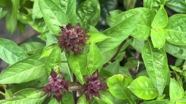 Tayland fesleğeni yaprakları, sağlıklı bitki.