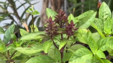 Tayland fesleğeni yaprakları, sağlıklı bitki.