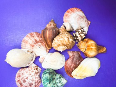 Deniz kabuğunun farklı boyutları mor arka plan, bulanık ışık...