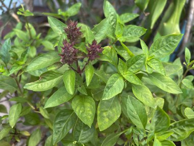 Yeşil fesleğen yaprağı, taze ve aromalı bitki, pişirmek için malzeme.