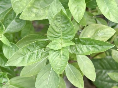 Yeşil fesleğen yaprağı, taze ve aromalı bitki, pişirmek için malzeme.