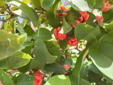 Etrafında yeşil yapraklar ve Asya meyvesiyle dalda asılı duran bir grup gül elması.