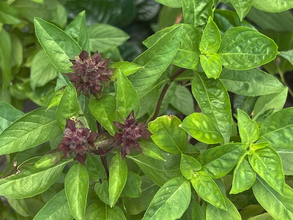 Feuilles Basilic Vert Herbe Fraîche Aromatique Ingrédient Pour Cuisson — Photo