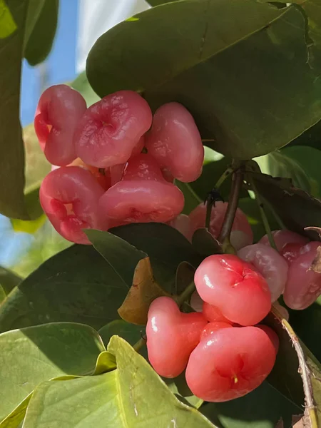 Group Rose Apple Fruit Hanging Branch Green Leaves Asian Fruit — Stockfoto