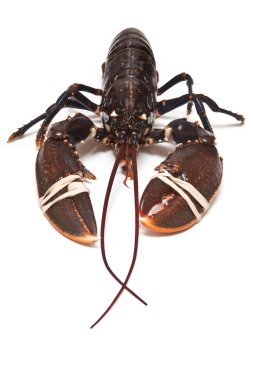 taze ortak Avrupa ıstakoz