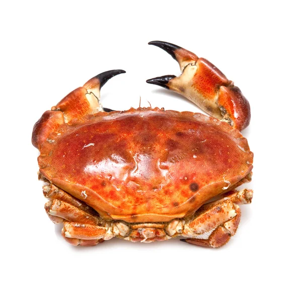 Crabe brun comestible isolé sur un fond de studio blanc . — Photo