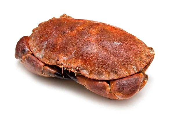 Edible brown crab isolated on a white studio background. — Stock Photo, Image