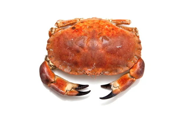 Edible brown crab isolated on a white studio background. — Stock Photo, Image