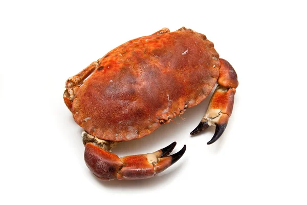 Edible brown crab isolated on a white studio background. — Stock Photo, Image