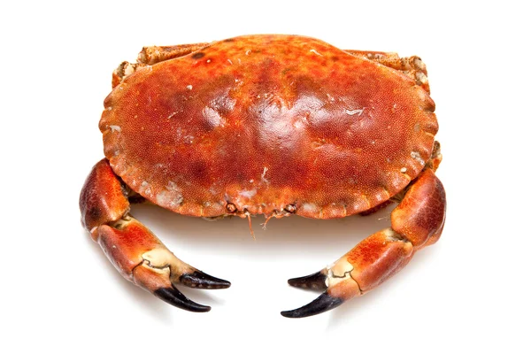 Crabe brun comestible isolé sur un fond de studio blanc . — Photo