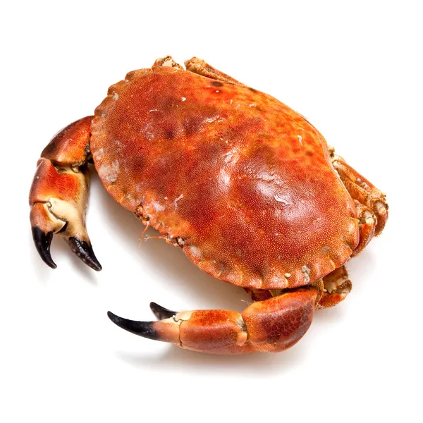 Edible brown crab isolated on a white studio background. — Stock Photo, Image