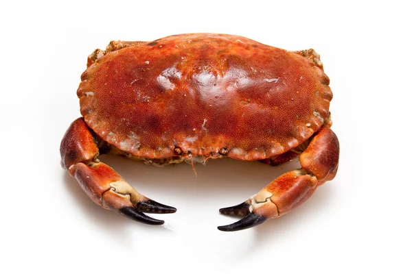 Edible brown crab isolated on a white studio background. — Stock Photo, Image