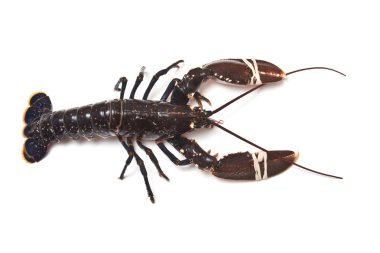 Avrupa ortak ıstakoz