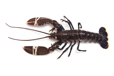 Avrupa ortak ıstakoz