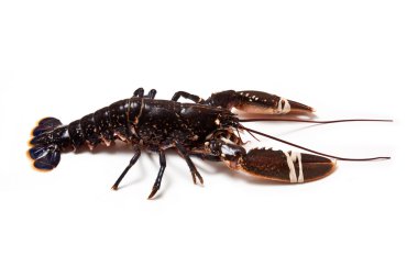 Avrupa ortak ıstakoz