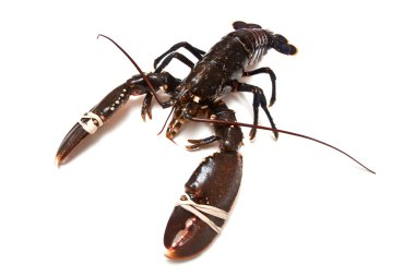 Avrupa ortak ıstakoz