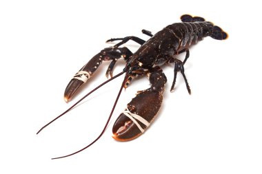 Avrupa ortak ıstakoz