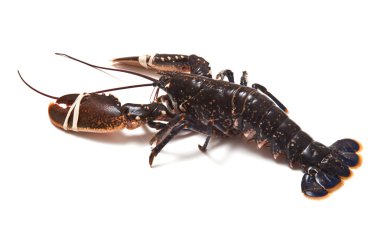 Avrupa ortak ıstakoz