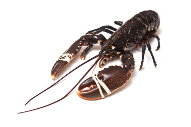 Avrupa ortak ıstakoz