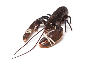 Avrupa ortak ıstakoz