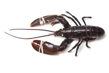 Avrupa ortak ıstakoz