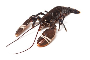 Avrupa ortak ıstakoz