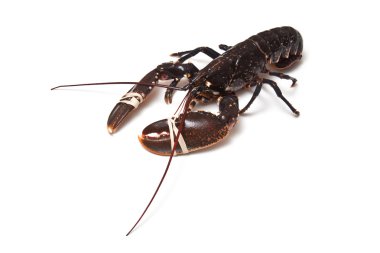 Avrupa ortak ıstakoz