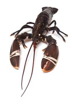 Avrupa ortak ıstakoz