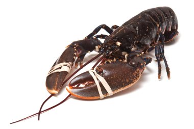 Avrupa ortak ıstakoz