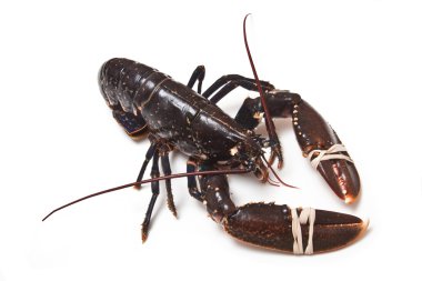 Avrupa ortak ıstakoz