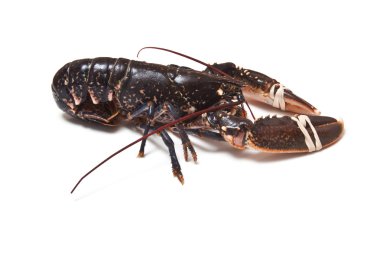 Avrupa ortak ıstakoz