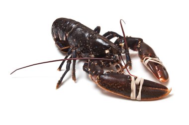 Avrupa ortak ıstakoz