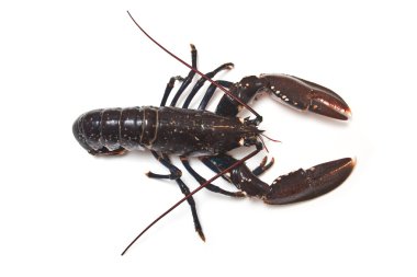 Avrupa ortak ıstakoz