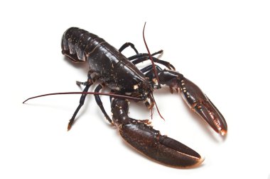 Avrupa ortak ıstakoz