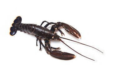 Avrupa ortak ıstakoz