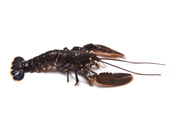 Avrupa ortak ıstakoz