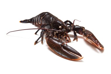 Avrupa ortak ıstakoz