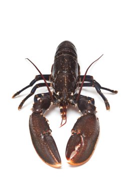 Avrupa ortak ıstakoz