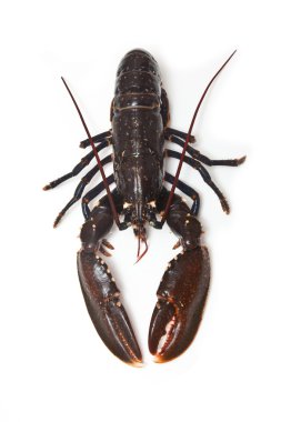 Avrupa ortak ıstakoz